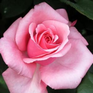 Rosa 'Carina®' - rózsaszín - teahibrid rózsa