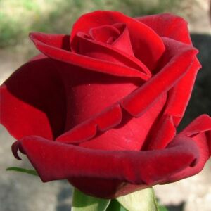 Rosa 'Chrysler Imperial' - vörös - teahibrid rózsa
