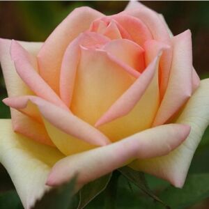 Rosa 'Diorama' - sárga - teahibrid rózsa