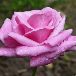 Rosa 'Eminence' - lila - teahibrid rózsa