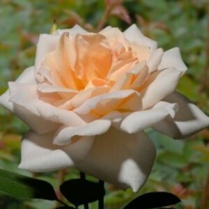 Rosa 'Grand Mogul' - fehér - teahibrid rózsa
