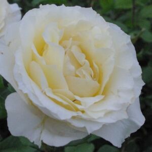 Rosa 'Iris Honey' - fehér - teahibrid rózsa