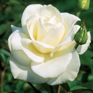 Rosa 'Mount Shasta' - fehér - virágágyi grandiflora - floribunda rózsa