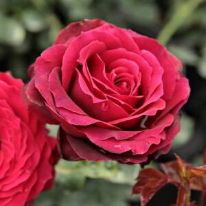 Rosa 'Magia Nera™' - vörös - teahibrid rózsa