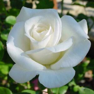 Rosa 'Pascali®' - fehér - teahibrid rózsa