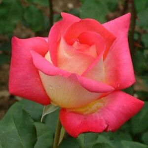 Rosa 'Renica' - vörös - sárga - teahibrid rózsa
