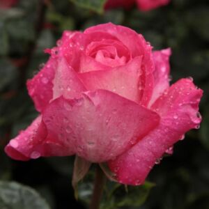 Rosa 'Rose Gaujard' - rózsaszín - teahibrid rózsa