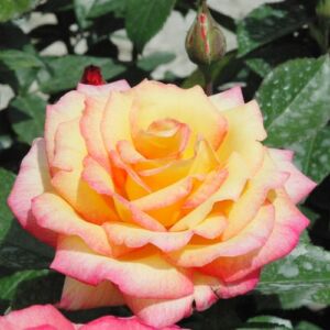 Rosa 'Centennial Star™' - sárga - rózsaszín - teahibrid rózsa