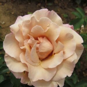 Rosa 'Cafe au Lait™' - narancssárga - barna - teahibrid rózsa