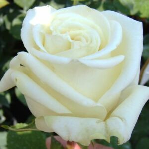 Rosa 'Virgo™' - fehér - rózsaszín - teahibrid rózsa