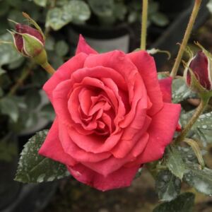 Rosa 'Iskra™' - vörös - climber, futó rózsa