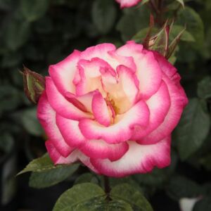 Rosa 'Harlekin®' - rózsaszín - fehér - climber, futó rózsa