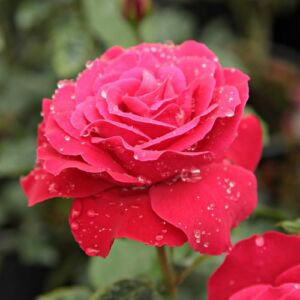 Rosa 'Zebrina™' - vörös - climber, futó rózsa