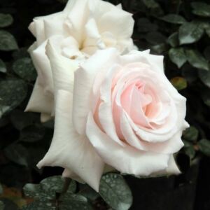 Rosa 'Schwanensee®' - fehér - rózsaszín - climber, futó rózsa