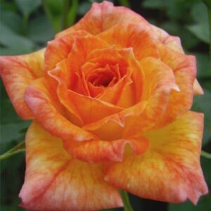 Rosa 'Baby Darling™' - narancssárga - törpe - mini rózsa