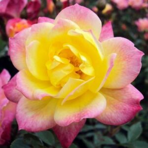 Rosa 'Baby Masquerade®' - sárga - rózsaszín - törpe - mini rózsa
