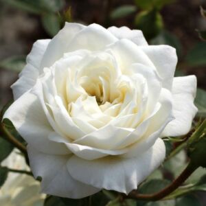 Rosa 'Bianco™' - fehér - törpe - mini rózsa