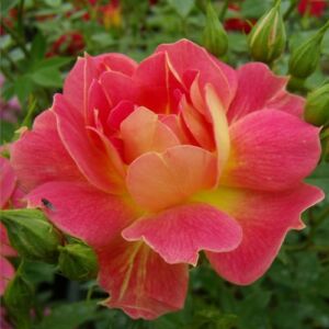 Rosa 'Cleopátra™' - sárga - vörös - törpe - mini rózsa