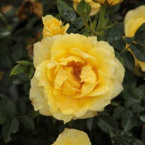 Rosa 'Gold Pin™' - sárga - törpe - mini rózsa
