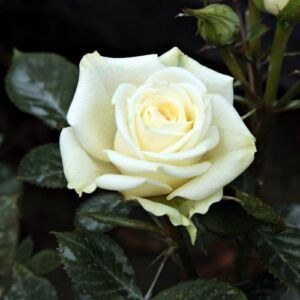 Rosa 'Moonlight Lady™' - fehér - törpe - mini rózsa