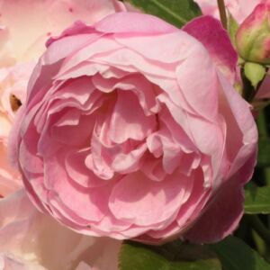 Rosa 'Sorbet Pink™' - rózsaszín - virágágyi polianta rózsa