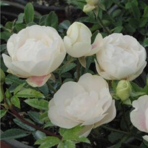 Rosa 'Snövit™' - fehér - virágágyi polianta rózsa
