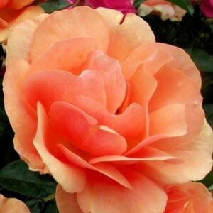Rosa 'Alison™ 2000' - narancssárga - virágágyi floribunda rózsa