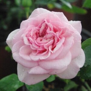Rosa 'Diadal™' - rózsaszín - nosztalgia rózsa