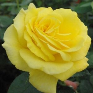 Rosa 'Golden Delight' - sárga - virágágyi floribunda rózsa