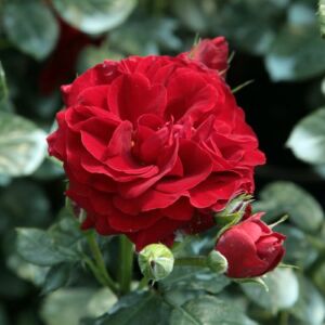 Rosa 'Grand Palace®' - vörös - virágágyi floribunda rózsa