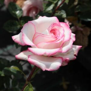 Rosa 'Händel' - fehér - rózsaszín - virágágyi floribunda rózsa