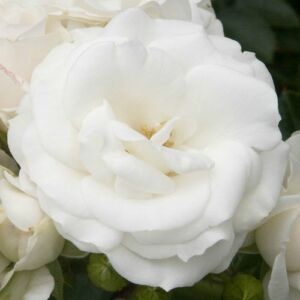 Rosa 'White Magic™' - fehér - virágágyi floribunda rózsa