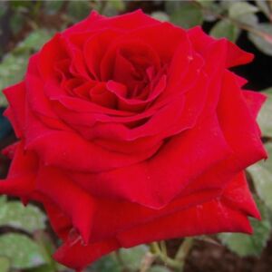 Rosa 'Hansestadt Lübeck®' - vörös - virágágyi floribunda rózsa