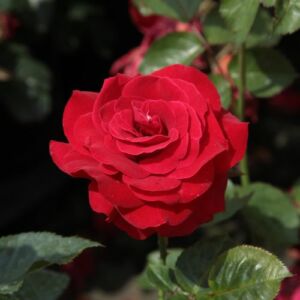 Rosa 'Nina Weibull®' - vörös - virágágyi floribunda rózsa