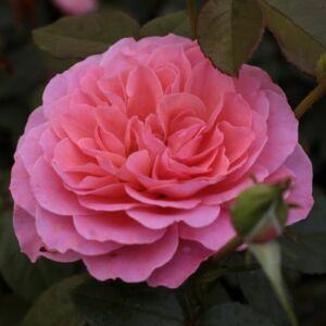 Rosa 'First Edition™' - rózsaszín - virágágyi floribunda rózsa