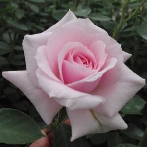 Rosa 'Felberg's Rosa Druschki' - rózsaszín - parkrózsa