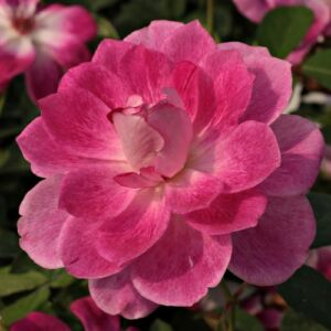 Rosa 'Regensberg™' - rózsaszín - fehér - virágágyi floribunda rózsa
