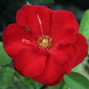 Rosa 'Satchmo' - vörös - virágágyi floribunda rózsa