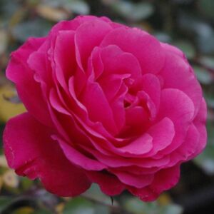 Rosa 'Tom Tom™' - rózsaszín - virágágyi floribunda rózsa