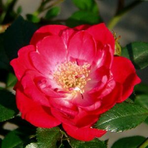Rosa 'Fairy Rouge' - vörös - talajtakaró rózsa
