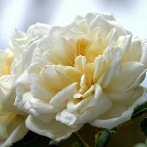 Rosa 'Albéric Barbier' - fehér - történelmi - rambler, futó - kúszó rózsa