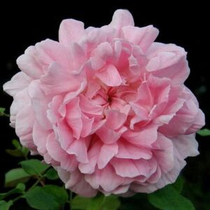 Rosa 'Ausglisten' - rózsaszín - angol rózsa