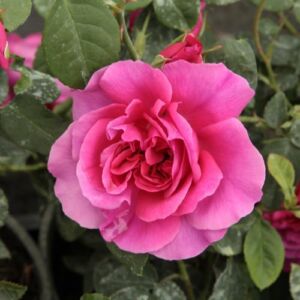 Rosa 'The Dark Lady' - vörös - angol rózsa
