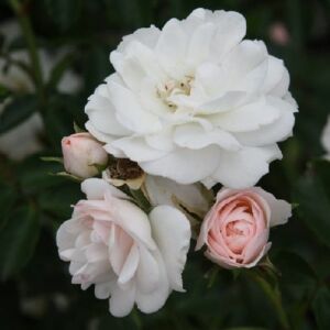 Rosa 'Sümeg' - rózsaszín - virágágyi floribunda rózsa