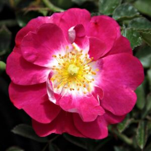Rosa 'Lipstick®' - rózsaszín - talajtakaró rózsa