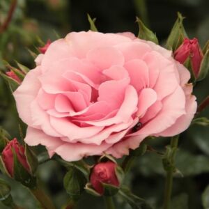 Rosa 'Regéc' - rózsaszín - virágágyi floribunda rózsa