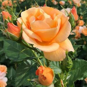 Rosa 'Portoroź' - narancssárga - virágágyi floribunda rózsa