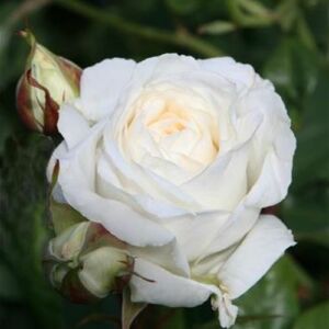 Rosa 'Claus Dalby™' - fehér - teahibrid rózsa