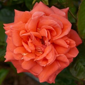 Rosa 'Prinsesse Marie™' - narancssárga - teahibrid rózsa