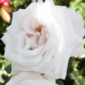 Rosa 'Royal Copenhagen™' - fehér - teahibrid rózsa